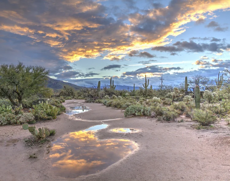 Arizona desert landscape